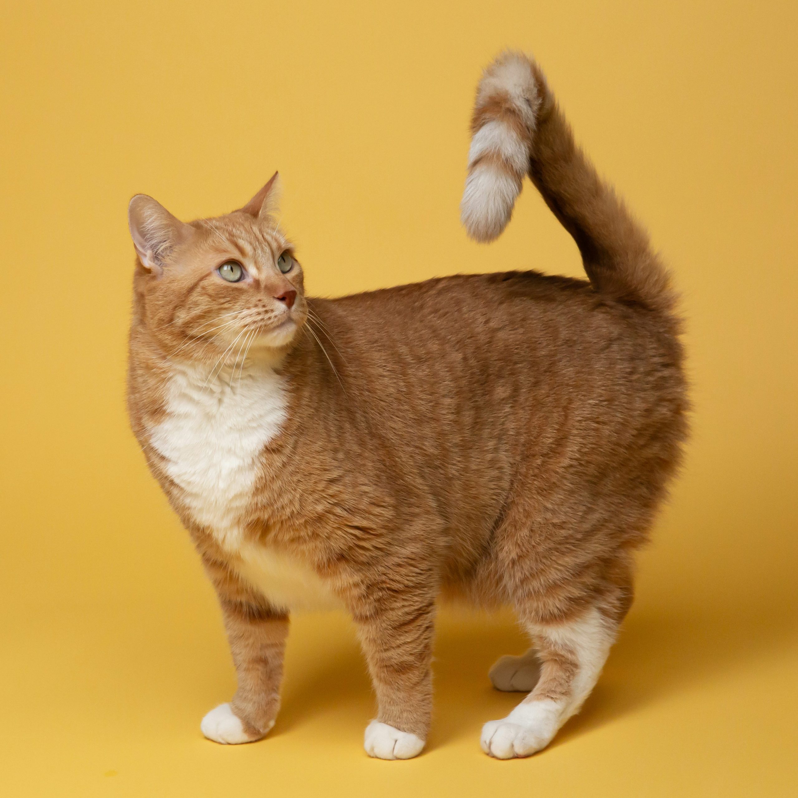Фото котика