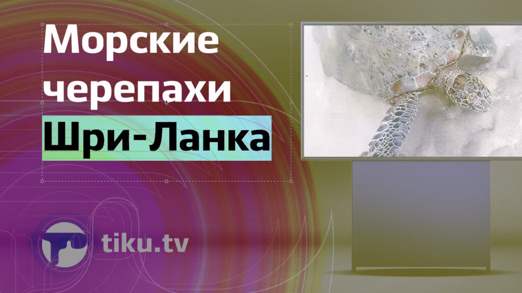 Морские черепахи на Шри-Ланке