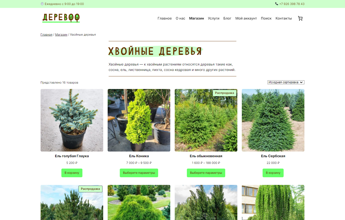 Страница категории каталога «Хвойные деревья»
